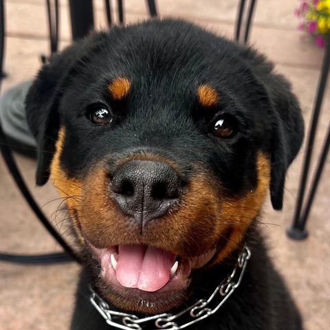 Rottweiler puppy in a chain collar, the Big Dawg Trauma mascot